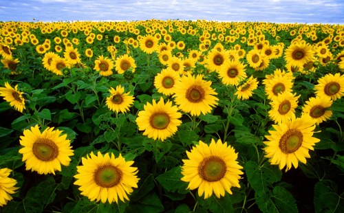 A vibrant assortment of various flowers in full bloom